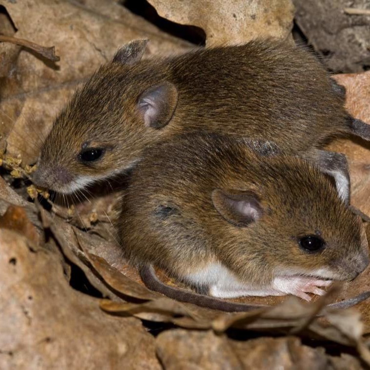 Уничтожения мышей в частном доме в Горловке?