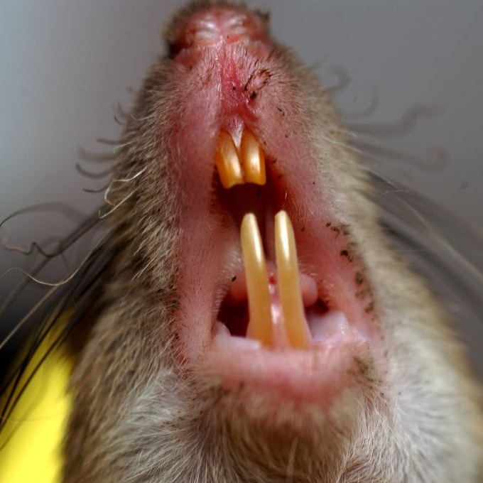 Дератизация крыс в Горловке?